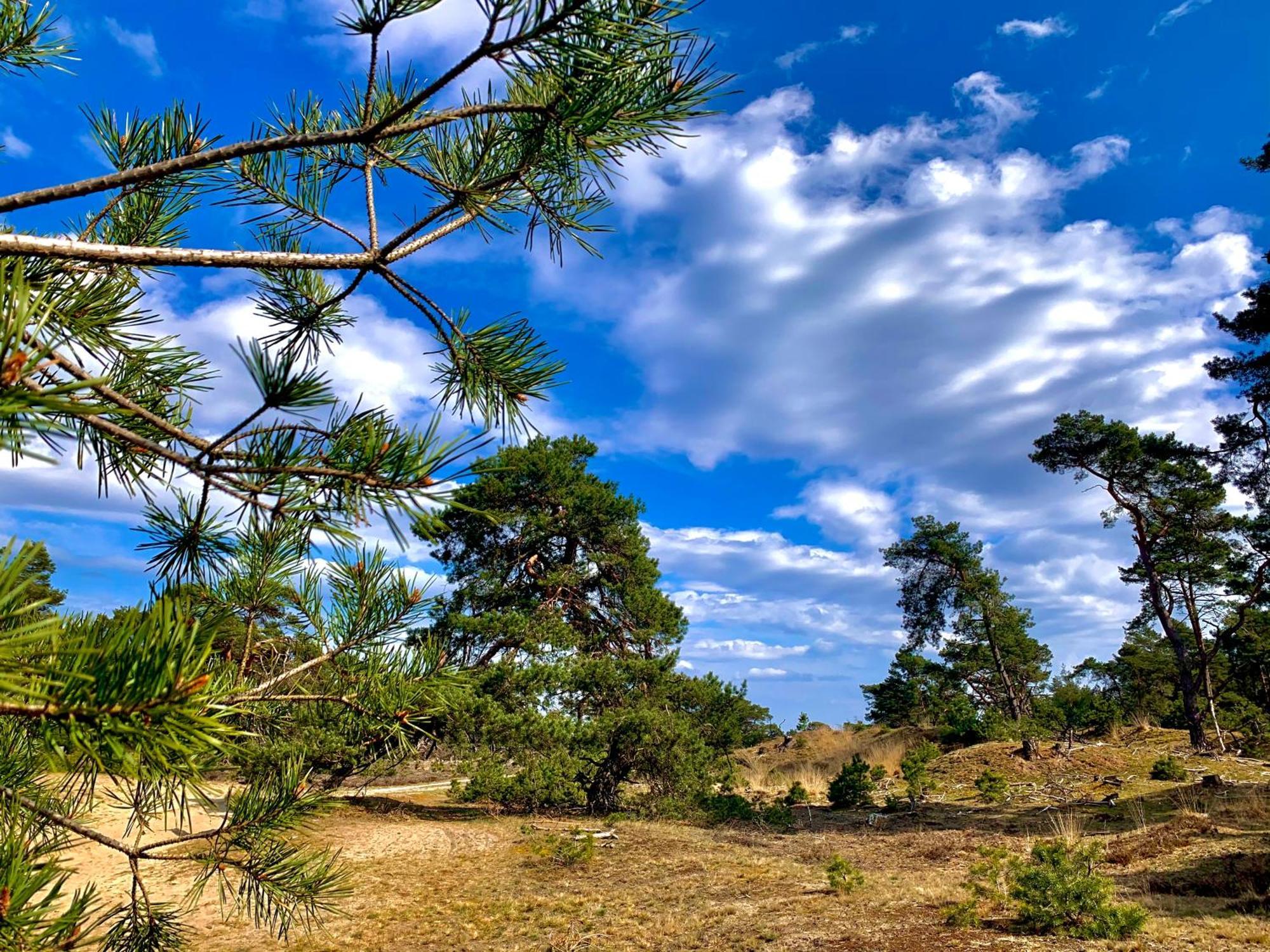 Rode Bosuil: Thuiskomen Op De Veluwe! Отерло Екстериор снимка